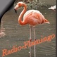 Radio Flamingo logo