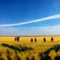 Ukrainian Voice logo