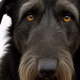 Logo de Black Irish Dog