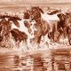 Logo de Ranch & Reata