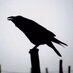Logo de Raven FM