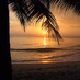 Logo de La Zona Tropical